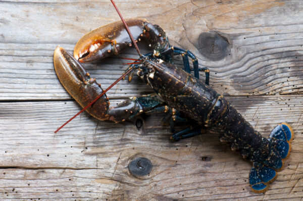 cuisson-homard-crustacé