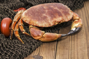 décortiquer-tourteau-crabe